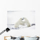 Polar Bears Fighting Wall Mural