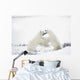 Polar Bears Fighting Wall Mural
