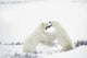Polar Bears Fighting Wall Mural