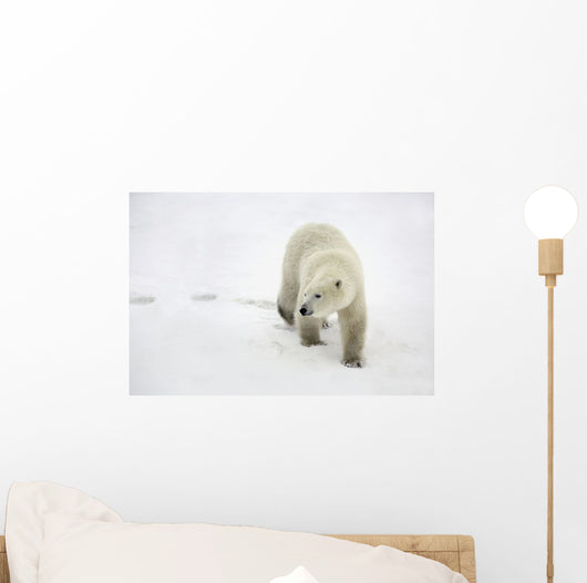 Polar Bear Walking Wall Mural