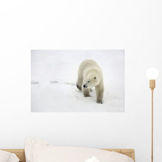 Polar Bear Walking Wall Mural