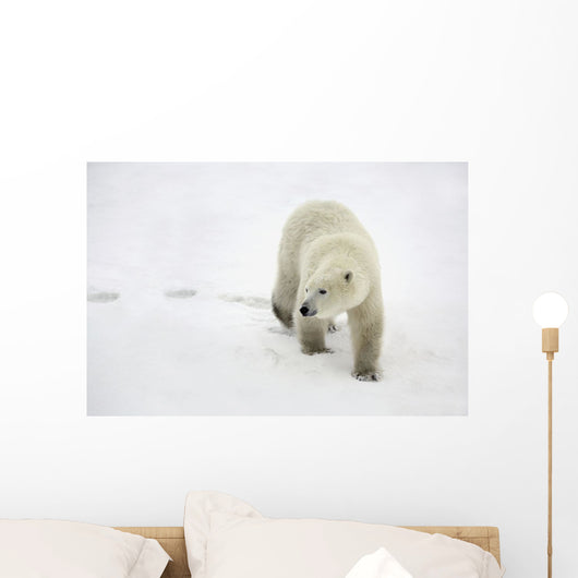 Polar Bear Walking Wall Mural