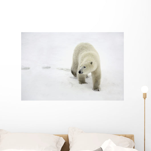 Polar Bear Walking Wall Mural