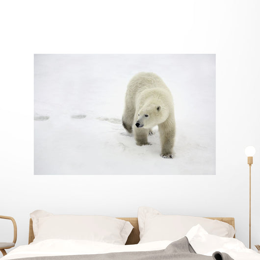 Polar Bear Walking Wall Mural