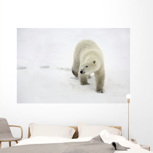 Polar Bear Walking Wall Mural