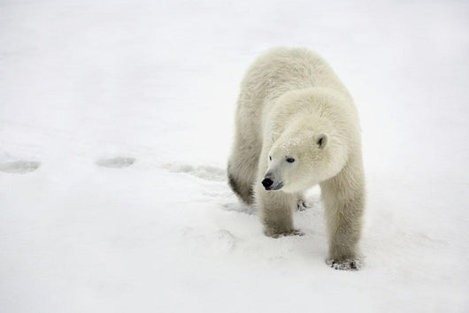 Polar Bear Walking Wall Mural