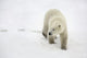 Polar Bear Walking Wall Mural