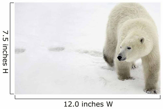 Polar Bear Walking Wall Mural