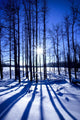 Elk Island National Park, Alberta, Canada Wall Mural