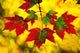 Leaves In Autumn Wall Mural