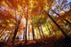 Trees In Autumn Wall Mural