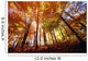 Trees In Autumn Wall Mural