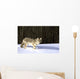 Coyote In Winter Wall Mural