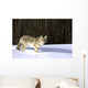 Coyote In Winter Wall Mural