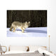 Coyote In Winter Wall Mural