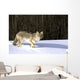 Coyote In Winter Wall Mural