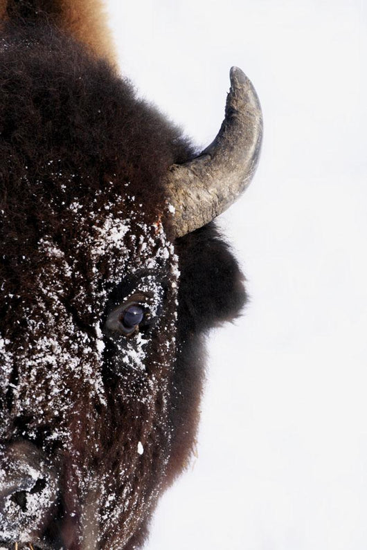 Bison In Winter Wall Mural