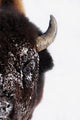Bison In Winter Wall Mural