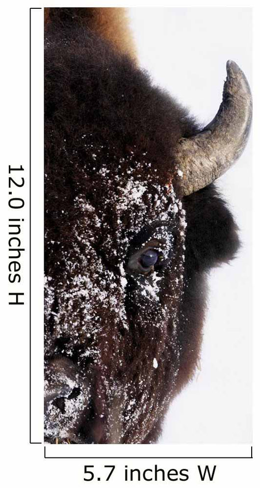 Bison In Winter Wall Mural