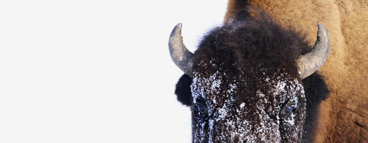 Bison In Winter Wall Mural