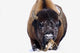 Bison In Winter Wall Mural