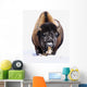 Bison In Winter Wall Mural