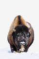 Bison In Winter Wall Mural