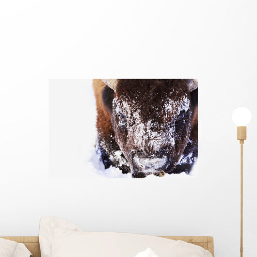 Bison In Winter Wall Mural