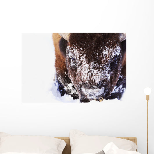 Bison In Winter Wall Mural