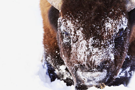 Bison In Winter Wall Mural