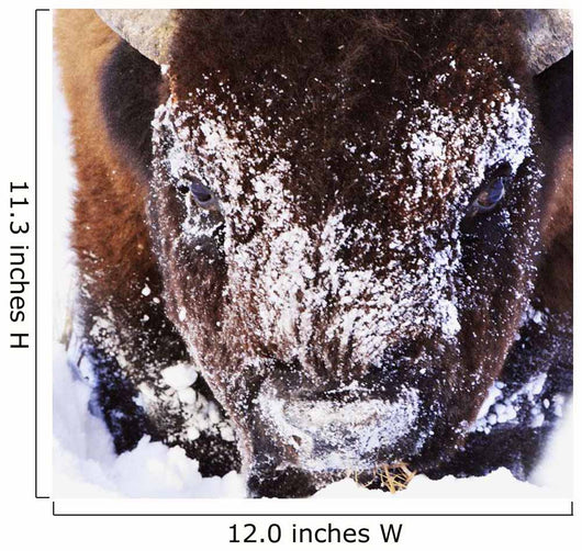 Bison In Winter Wall Mural