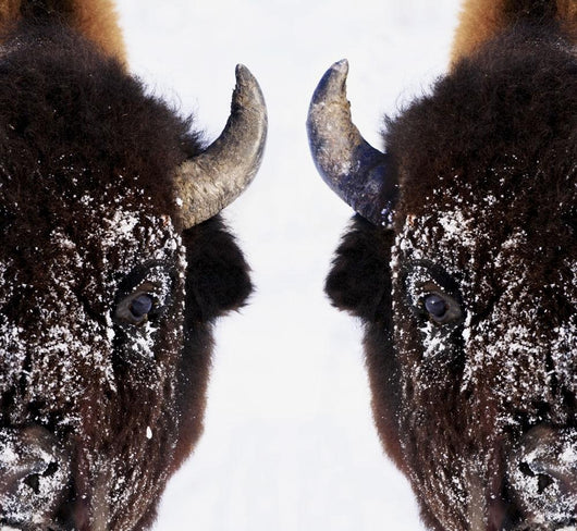 Bison In Winter Wall Mural