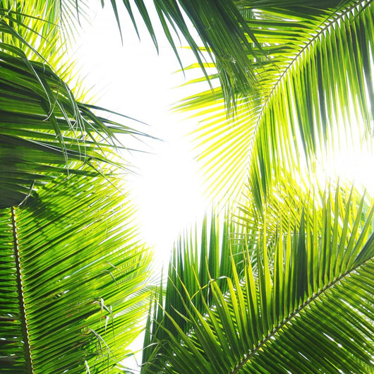 Palm Jungle Wall Mural