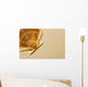Seashell Wall Mural