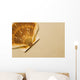 Seashell Wall Mural