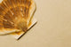 Seashell Wall Mural