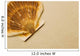 Seashell Wall Mural