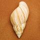 Seashell Wall Mural