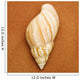Seashell Wall Mural