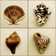 Seashell Composite Wall Mural