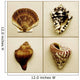 Seashell Composite Wall Mural