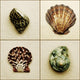 Seashell Composite Wall Mural