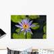 Purple Water Lily Wall Mural