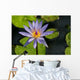 Purple Water Lily Wall Mural