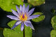Purple Water Lily Wall Mural
