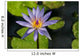 Purple Water Lily Wall Mural