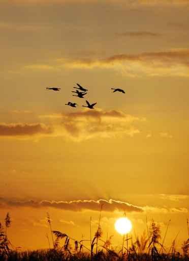 Yellow Sunset with Reed Wall Decal