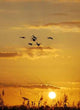 Yellow Sunset with Reed Wall Decal