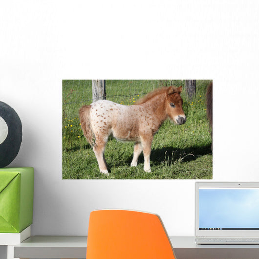 Shetlandpony Wall Mural