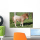 Shetlandpony Wall Mural
